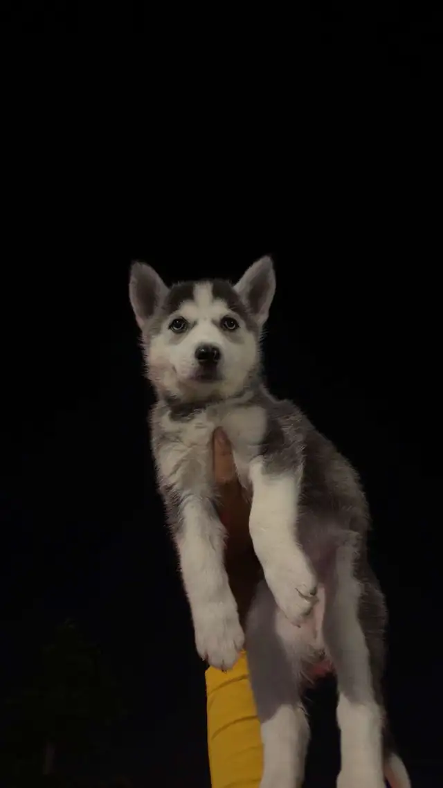 Siberian Husky 8weeks Old in Dogs & Puppies for Rehoming in Mississauga / Peel Region - Image 4