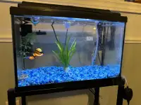 Fish rehome with everything you need
