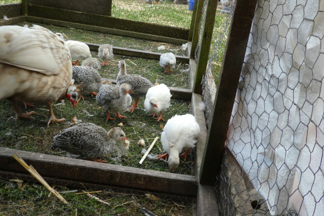 GUINEA FOWL KEETS in Livestock in Truro - Image 4