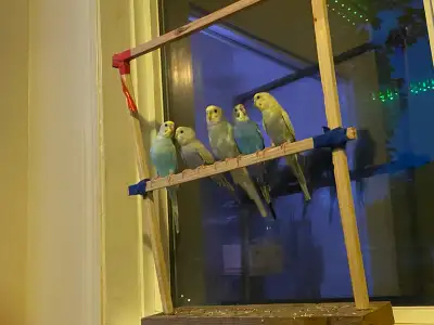 5 beautiful birds, View more
