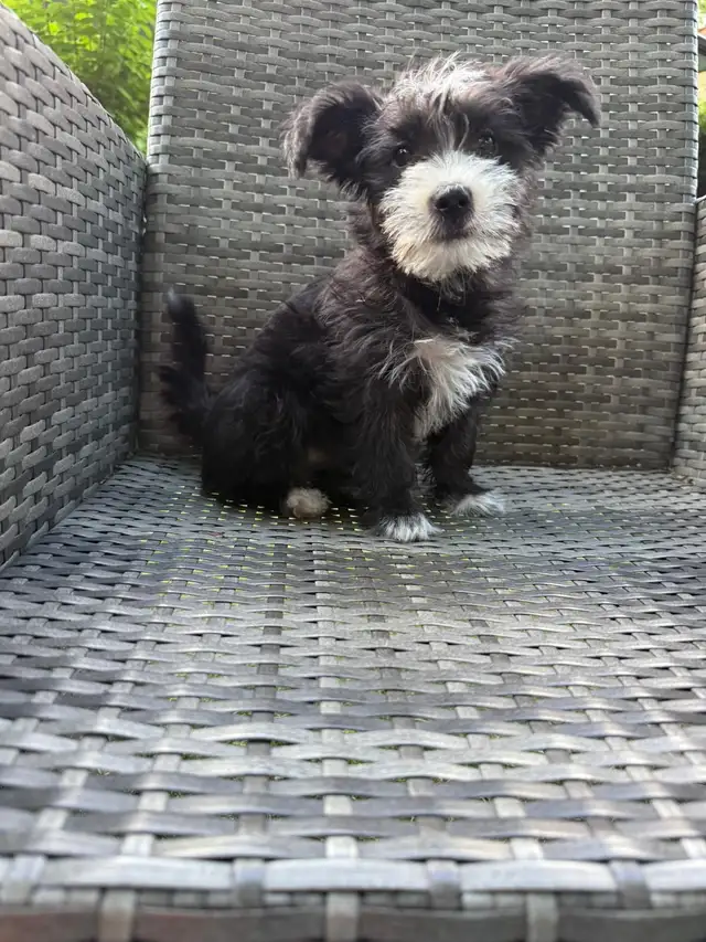 Adorable Toy Size Female Morkie Ready For Pickup❣️ in Dogs & Puppies for Rehoming in City of Toronto - Image 3