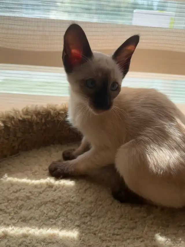Chatons Siamois oriental in Cats & Kittens for Rehoming in Saint-Hyacinthe - Image 4