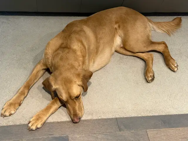 Labrador Retriever in Dogs & Puppies for Rehoming in Calgary - Image 6