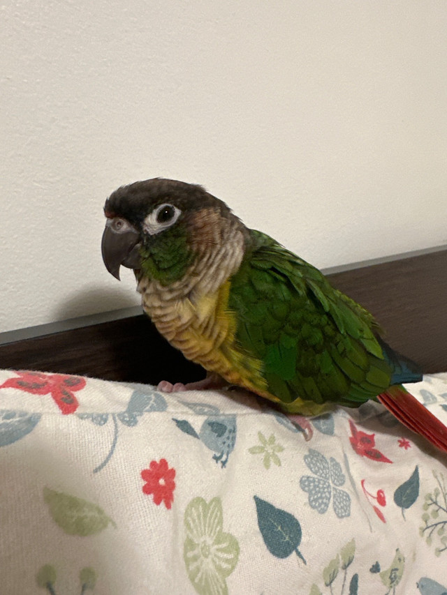 Green cheek conure (Cage included) in Other in City of Toronto - Image 2