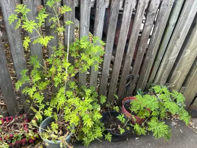 plants de géranium citronnelle, View more