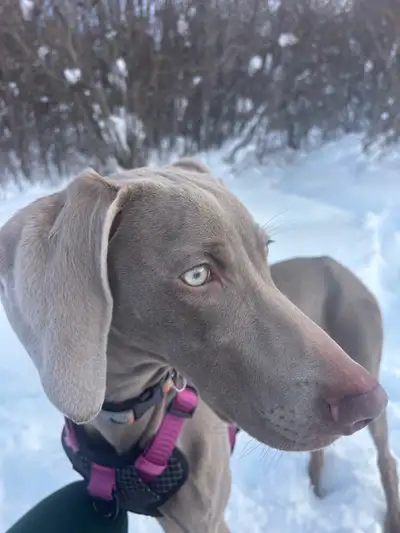Weimaraner Guardian Home, View more