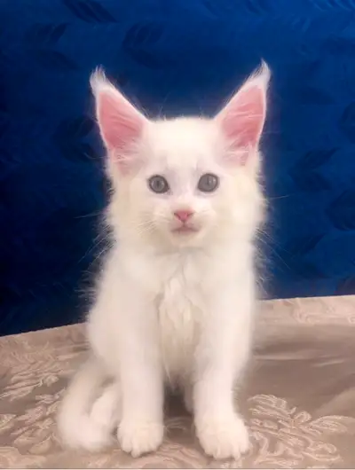 Exquisite Maine Coon White Male, View more
