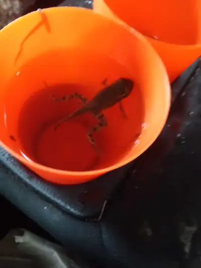 Baby frog, View more