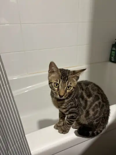 Chaton Bengal toute inclue!, View more