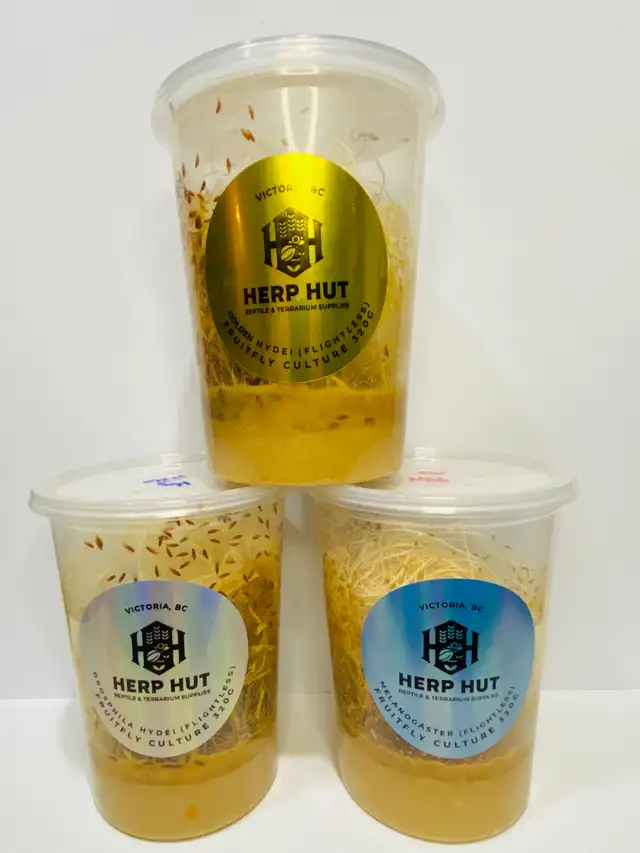 Fruit fly cultures/feeders in Reptiles & Amphibians for Rehoming in Victoria - Image 2