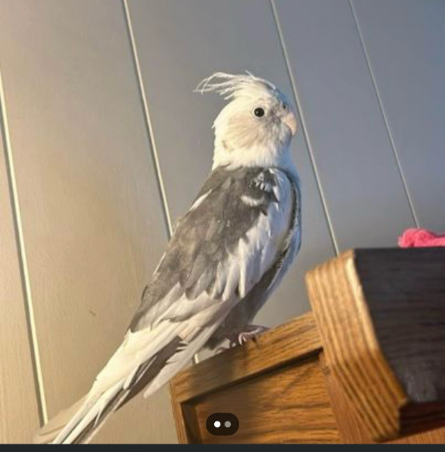 Male cockatiels  in Birds for Rehoming in City of Halifax