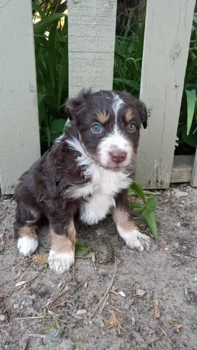 Mini Australian Shepherd puppie, View more