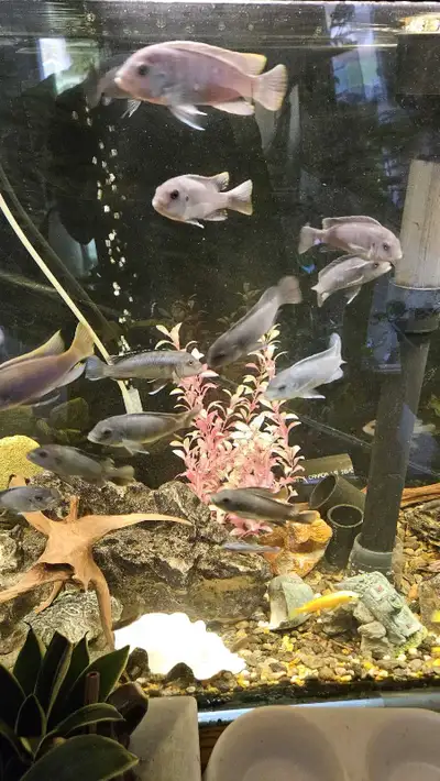 Mbuna cichlids, View more