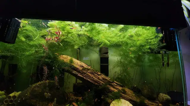 Hornwort for sale in Other in City of Toronto - Image 2