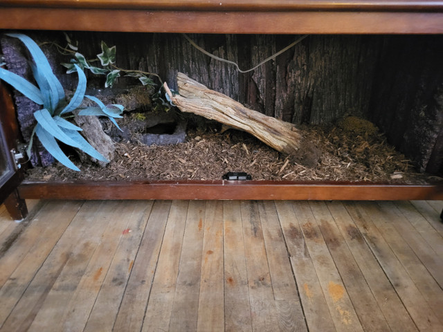 Custom waterfall terrainium in Reptiles & Amphibians for Rehoming in Stratford - Image 3