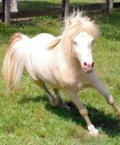 miniature stallion for stud service , View more
