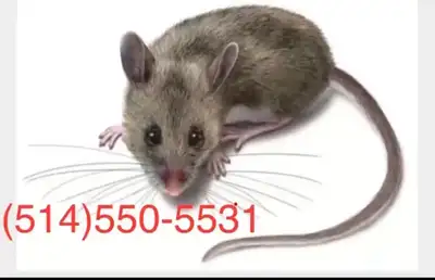 Extermination - souris et Rats, View more