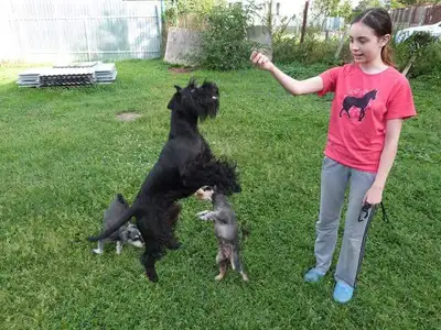 Schnauzer , CKC reg, Vacc, Microchip, Health guarantee, View more