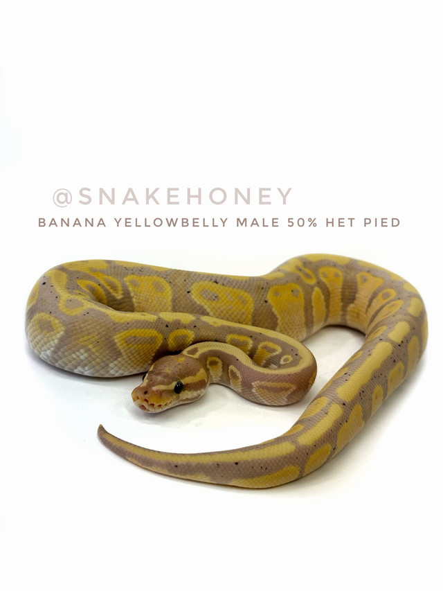 Ball Python Collection Sale - Make an offer! in Reptiles & Amphibians for Rehoming in Kelowna - Image 4