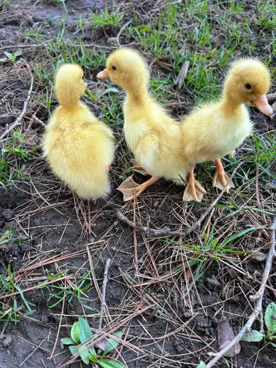Pekin ducklings , View more