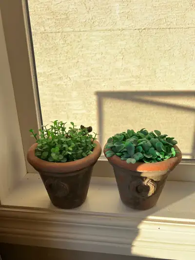 Fake potted plants, View more