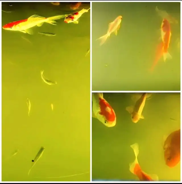 Premium Pond-Raised Large Comets in Fish for Rehoming in Napanee - Image 2