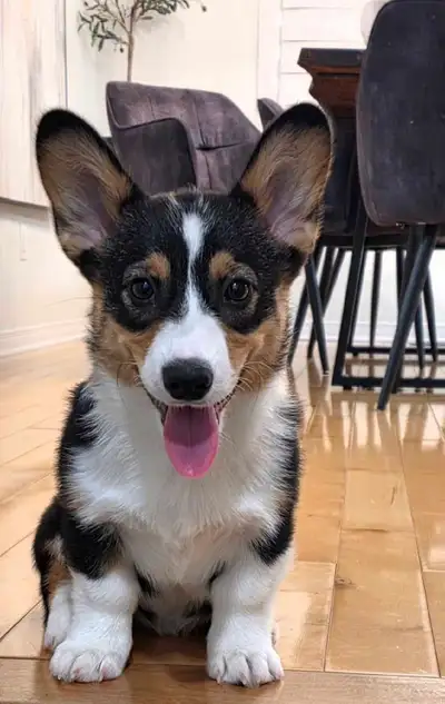 corgi dog, View more