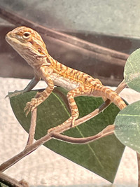 Baby bearded dragons 