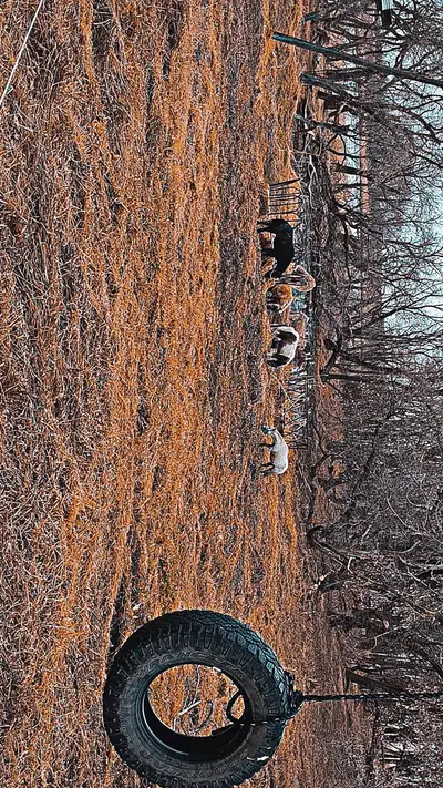 My kids and I have 30 acres of beautiful land where our ponies and my horse is. My daughter suckered...