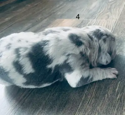 Cane Corso puppies, View more