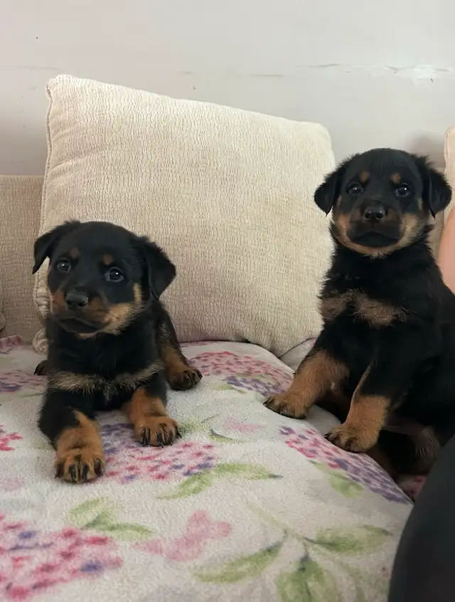 Rottweiler Puppies 2F 2M in Dogs & Puppies for Rehoming in Oakville / Halton Region - Image 7