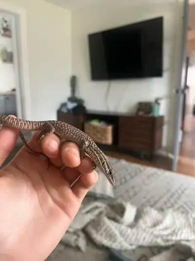 ackie monitor  (trade), View more