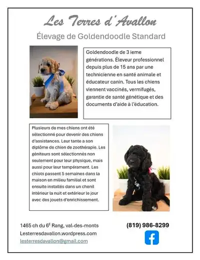 Goldendoodle standard 3 ieme gen, View more