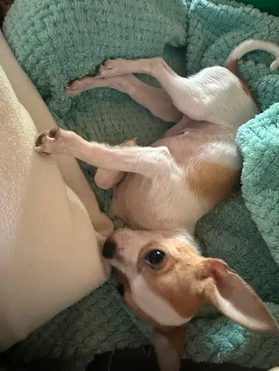 Purebred chihuahua puppy. Born September 13/25. Fully vaccinated Intact male. Approximately 2.5-3 lb...