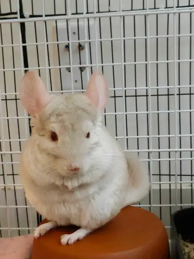 Looking for a loving forever home for my sweet chinchilla, George ❤️ I am looking to rehome my sweet...