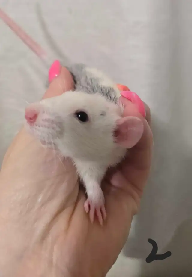 rat girls in Small Animals for Rehoming in Saskatoon - Image 3