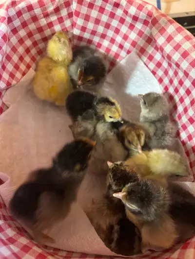 Purebred Blue Laced Red Brahma Chicks, View more