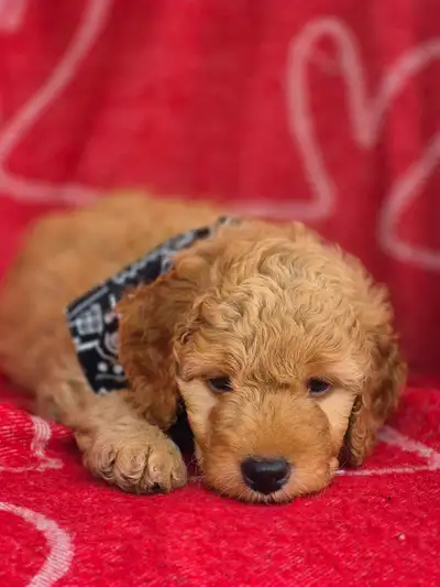 Goldendoodle ( mini), View more