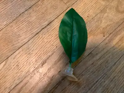 Betta leaf decoration. Betta. Aquarium Fish Fish Fish Betta Fish, View more