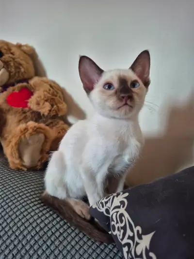 1 Chatons Siamois !!, View more