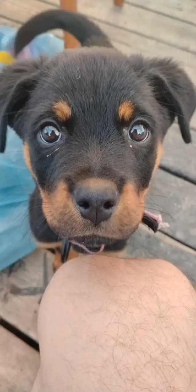 rotwieler pup63860086000641120