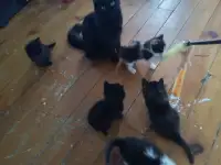 Cute, friendly kittens!!