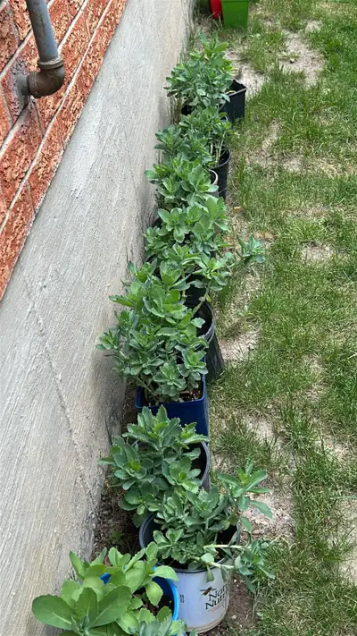 Perennial plant sale to raise funds for Alzheimer Society June 7, View more