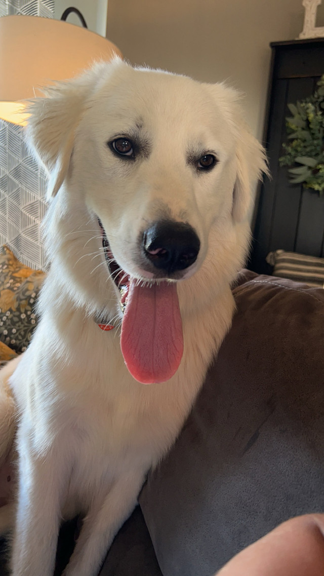 2 y/o Male Great Pyrenees ** Looking for New Loving Home** in Dogs & Puppies for Rehoming in Truro