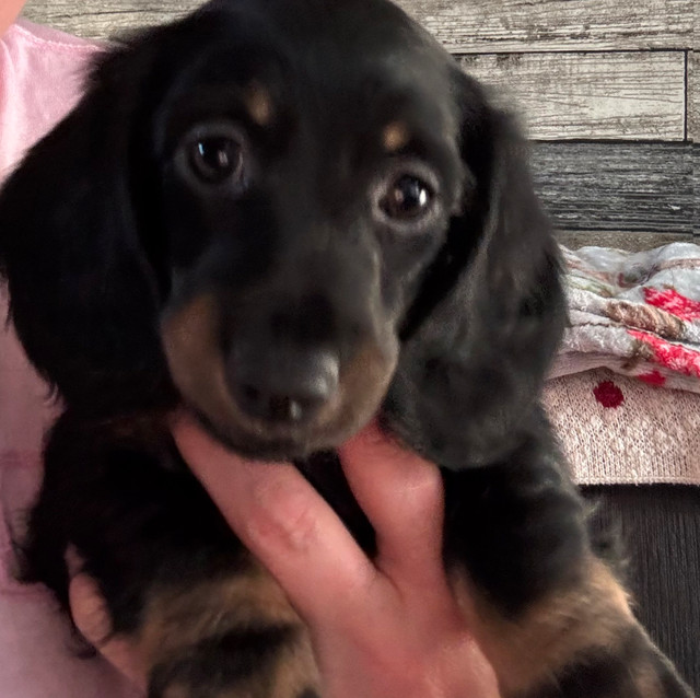 miniature dachshund puppy for sale in Dogs & Puppies for Rehoming in Edmonton