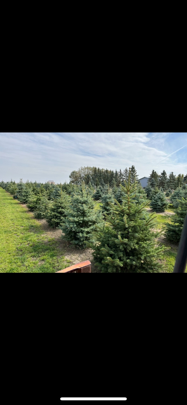 Colorado Blue Spruce Trees for sale in Plants, Fertilizer & Soil in Lethbridge - Image 2