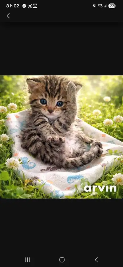 chatons bengal x persan, View more