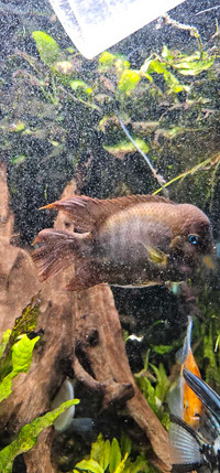 Show male T bar cichlid 