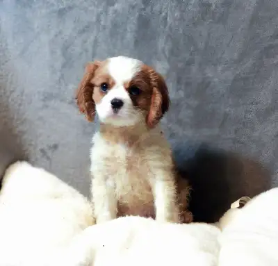 Adorable Cavalier King Charles Spaniel Puppies  for Rehoming, View more