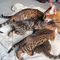 Purebred bengals kittens 